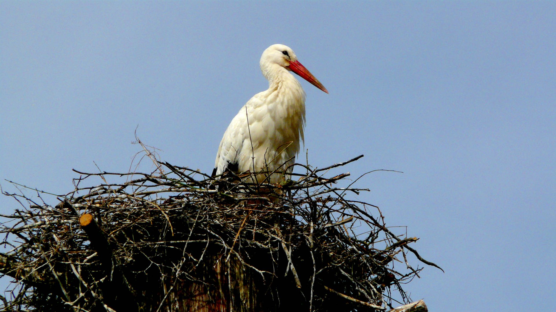 ein Storch sitzt auf seinem Nest