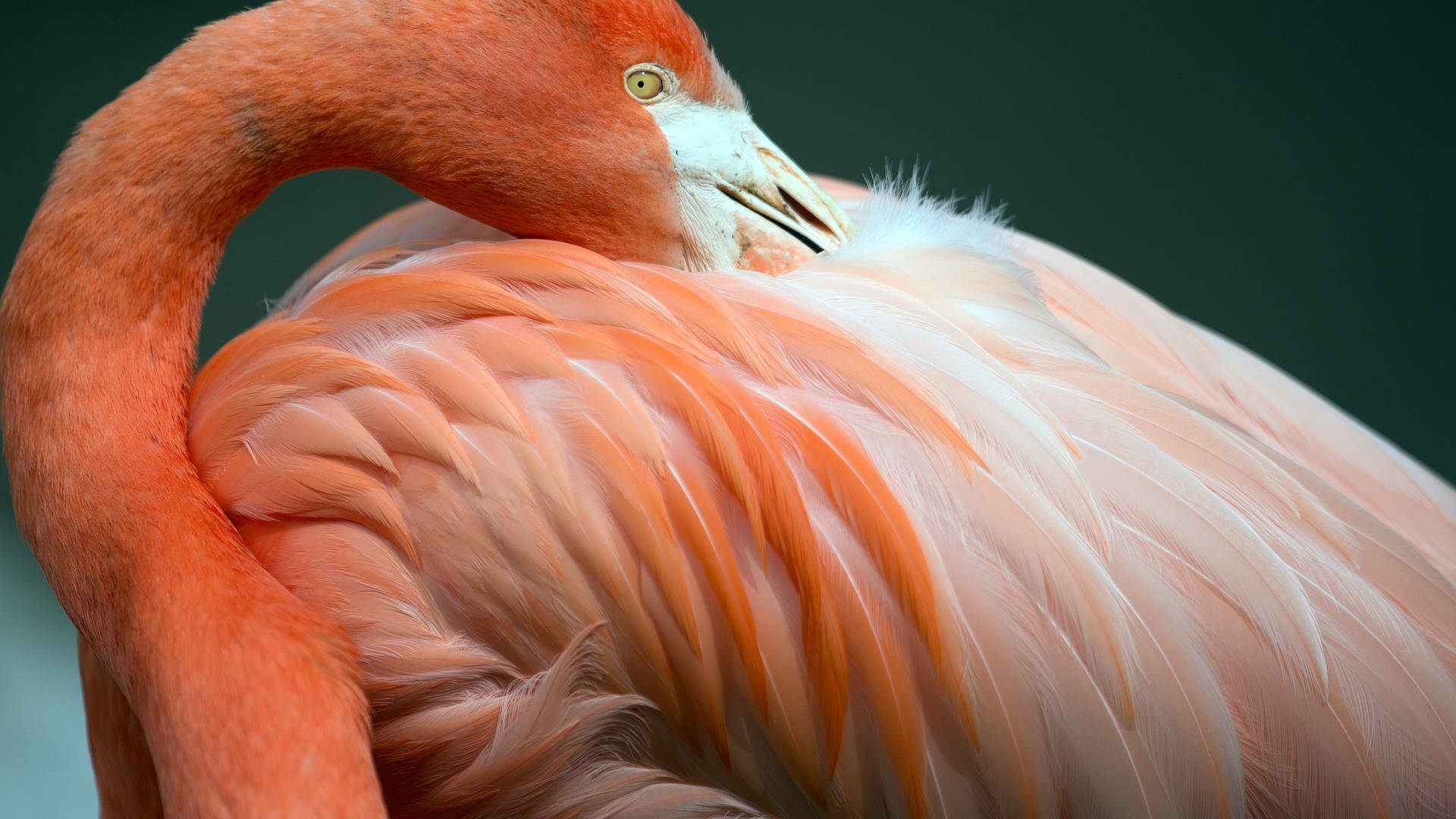 Ein Flamingo putzt sich